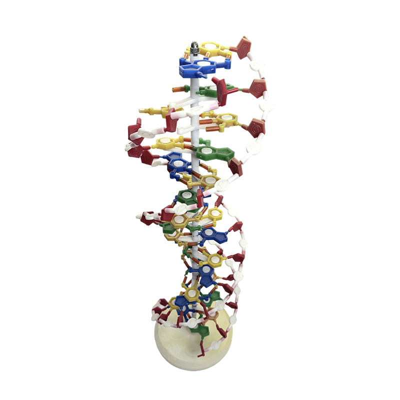 DNA-Modell, DNA-Doppelhelix-Modell, medizinisches DNA-Farbdoppelhelix-Modell