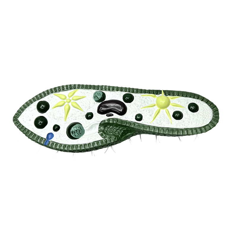 Biologie-Lehrinstrumentenmodell, Paramecium-Modell