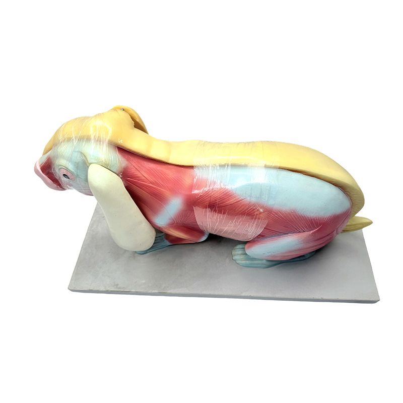 Biologie-Lehrmodell, Kaninchen-Anatomie-Modell