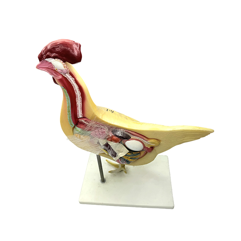 Hühnermodell, natürliche Universität, medizinische Wissenschaft, Biologie, Lehrmodell, Lehrinstrument, Geflügel-Anatomiemodell