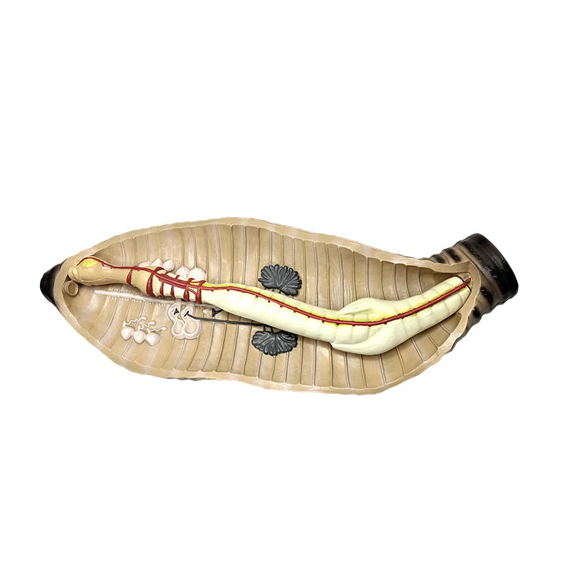 Biologieunterrichtsinstrument für Mittel- und Oberschulen, anatomisches Regenwurmmodell