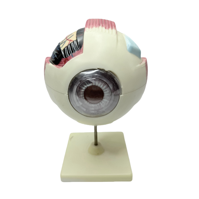 Augenmodell Anatomie Augenmodell Medizinisches Lerninstrument 6-fach vergrößerndes Augenanatomiemodell