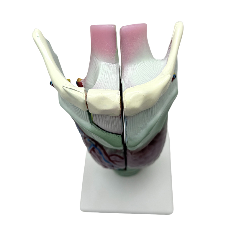 Medizinisches anatomisches Modell, Schule und Krankenhaus, die anatomisches Kehlkopfmodell unterrichten