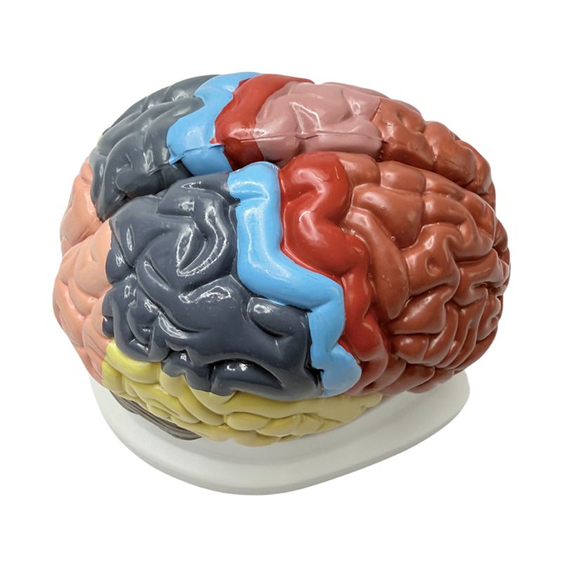 Abnehmbare 1:1-Farblehrhilfen zeigen funktionelle Bereiche des Gehirns, anatomische Farben und farbige Gehirnmodelle