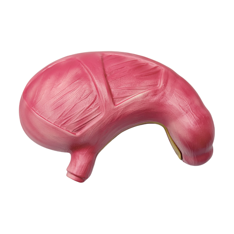 Medizinisches anatomisches menschliches Verdauungssystem, Organe, Magen, anatomisches Modell