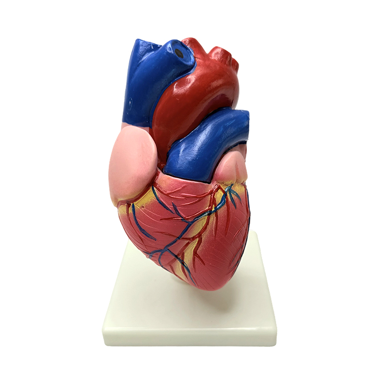 Anatomie menschlicher Körperorgane natürliches Herzstrukturmodell