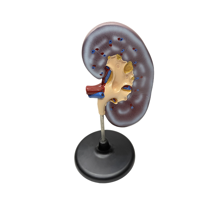 Pädagogisches anatomisches Modell der menschlichen Niere
