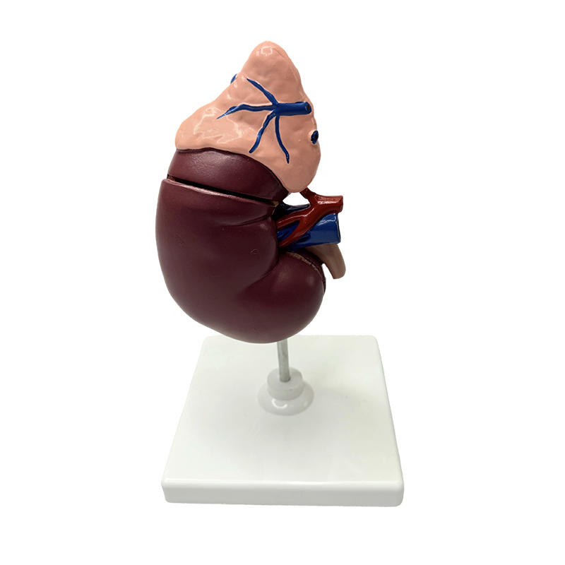 Nieren- und Nebennierenmodelle, anatomisches Modell des menschlichen Körpers, medizinisches Modell, anatomische Lehre