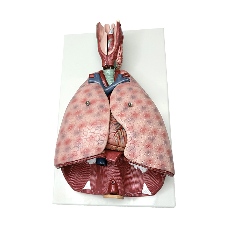 Lungenanatomiemodell mit Kehlkopf (7 Teile), medizinisches menschliches Lehrmodell, menschliches anatomisches Modell
