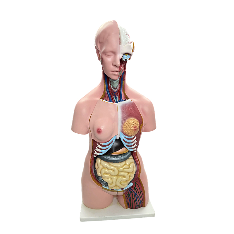 Demonstration des menschlichen Körpergeschlechts, Rumpfmodellsimulation menschlicher Organe, 85-cm-Unterricht in medizinischer Anatomie