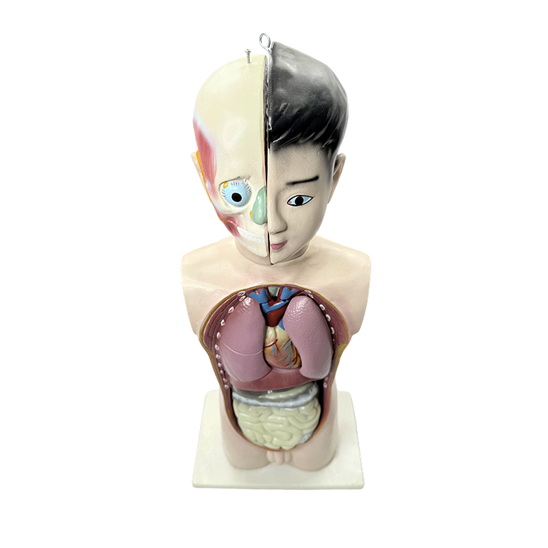 Halbkörper-Torsomodell eines menschlichen Jugendlichen, 65 cm, medizinisches, biologisches, anatomisches Torsomodell