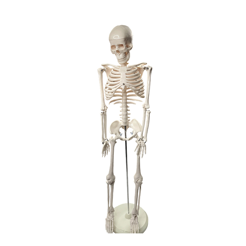 Menschliches Skelettmodell 85 cm