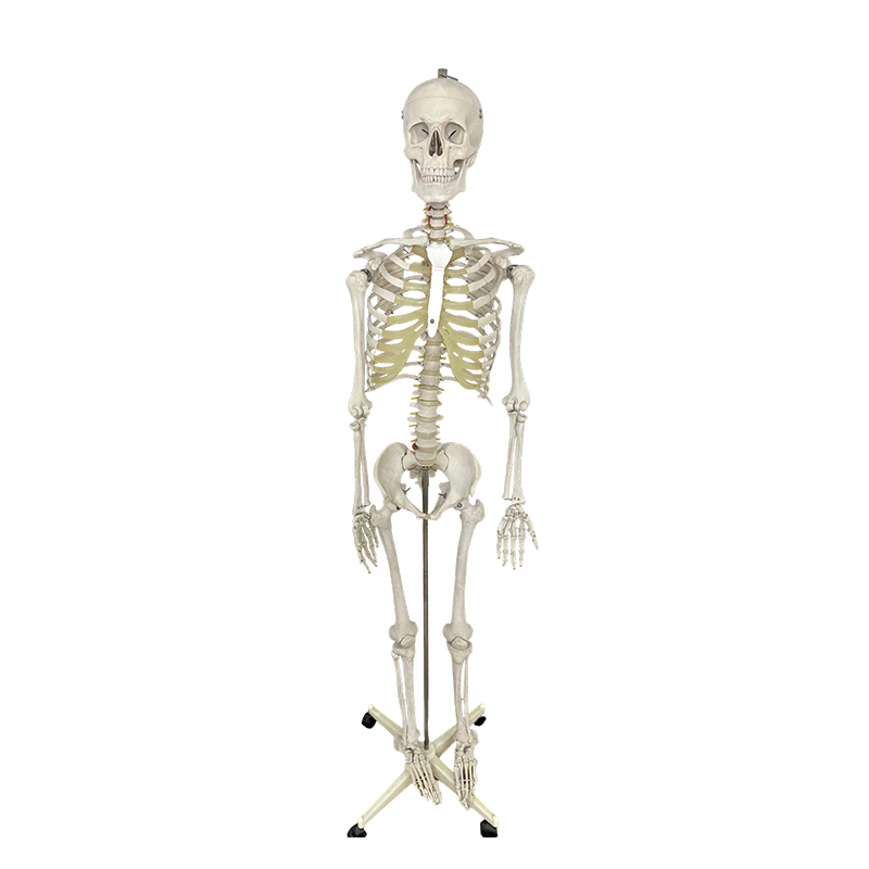 Menschliches Skelettmodell 170 cm