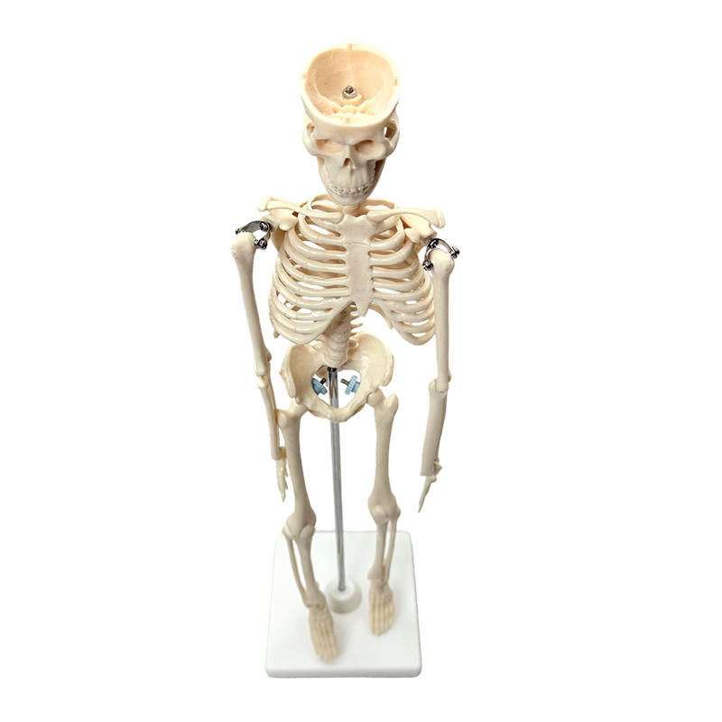 Menschliches Skelettmodell 42 cm