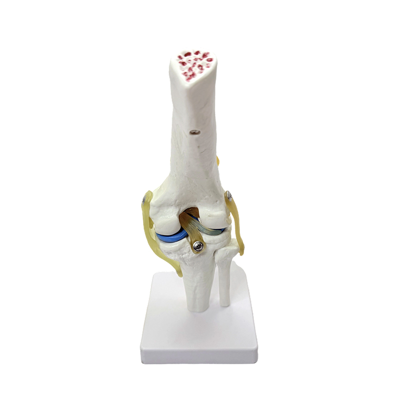 Anatomisches Modell, natürliches großes Knieanatomiemodell, Kniegelenkmodell