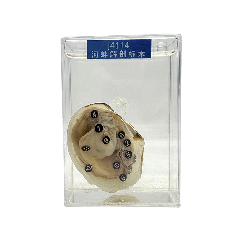 Transparente Tierproben, Meeresschalentierproben und Muschelproben