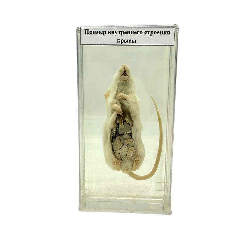 Anatomisches Präparat einer Ratte