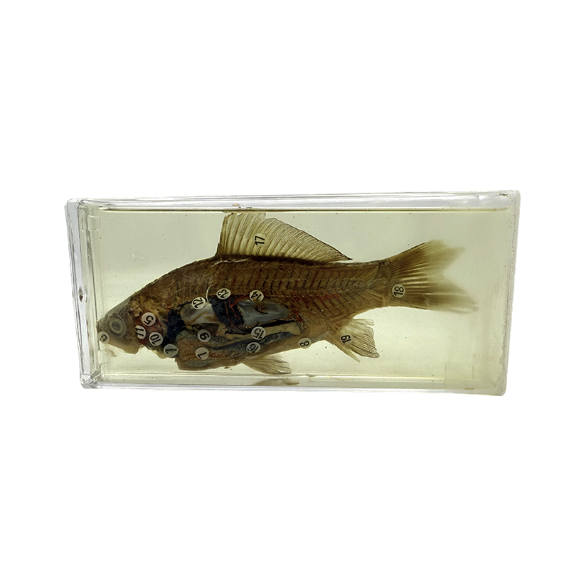 Biologische Präparate für Lehr- und Forschungszwecke, Fischproben