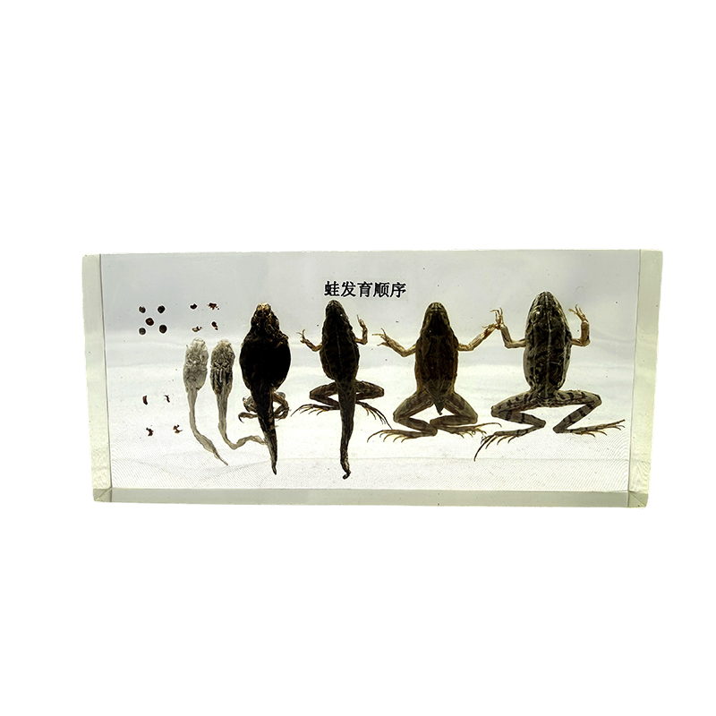 Entwicklungspräparat eines Frosches, Tieranatomie, biologisches Präparat