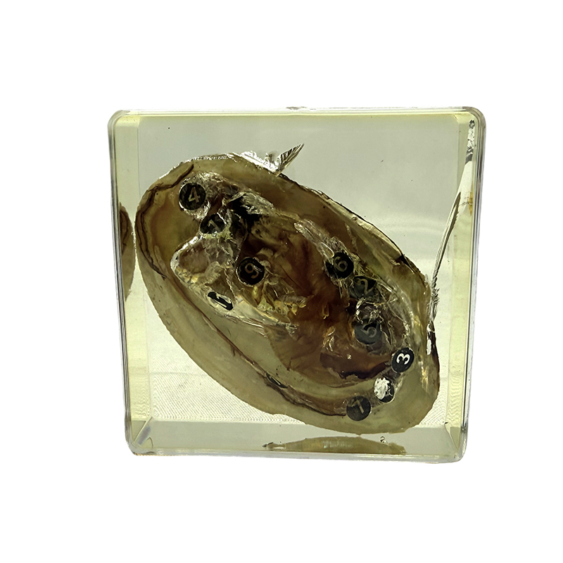 Die Verwendung von Muschelproben in Bildung und Unterricht