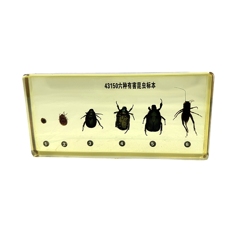 Insektenproben (Schädlinge), die für den Schulunterricht verwendet werden