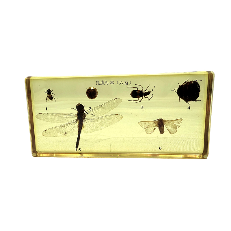 Insektenpräparate (Nützlinge), die für den Schulunterricht verwendet werden