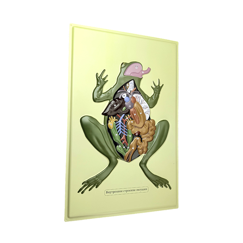 Reliefmodell eines Anat-Frosches