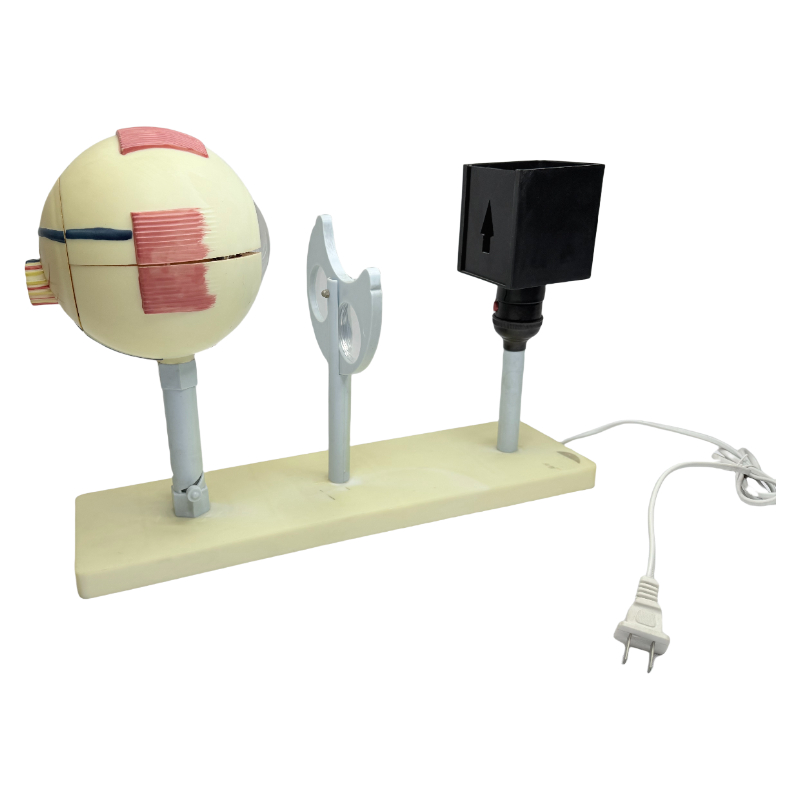 Lehrmittel: Ophthalmoskop, Modell des menschlichen Auges, Demonstrator, Augapfel-Bildgebungsprinzip, Lehre des Modells des menschlichen Auges